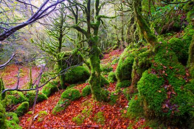 sonbahar selva de Irati kayın ormanı navarra pyrenees İspanya