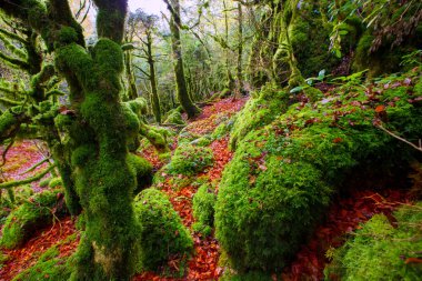 sonbahar selva de Irati kayın ormanı navarra pyrenees İspanya
