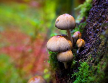 Kayın ağacının gövde Irati pyrenees, Psilocybe mantar