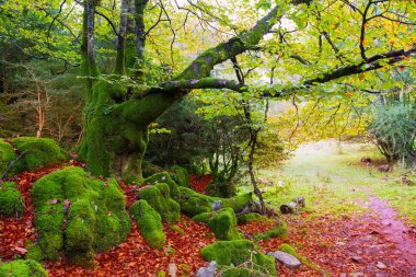 Autumn Selva de Irati beech jungle in Navarra Pyrenees Spain clipart