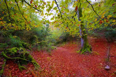 sonbahar selva de Irati kayın ormanı navarra pyrenees İspanya