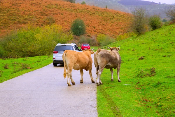 Cows in a Pyrenees road of Irati jungle at Navarra Spain — Stock Photo, Image
