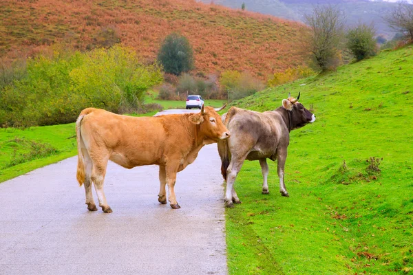 Vacas em uma estrada dos Pirinéus da selva de Irati em Navarra Espanha — Fotografia de Stock
