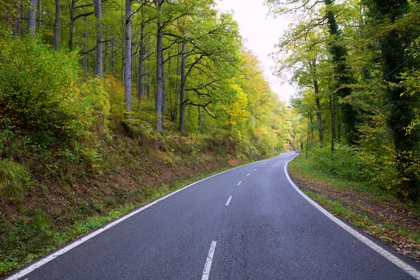 Pyreneeën kromme weg in bos — Stockfoto