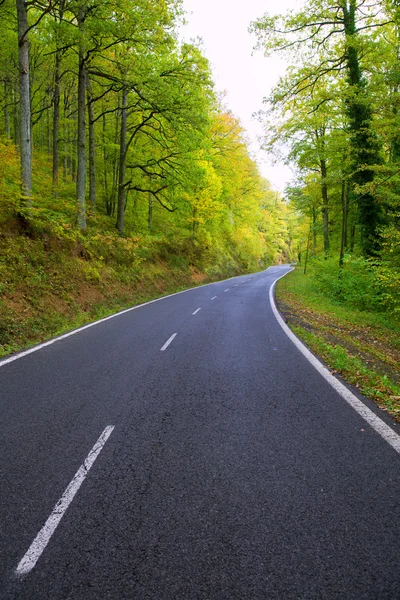 Pyreneeën kromme weg in bos — Stockfoto