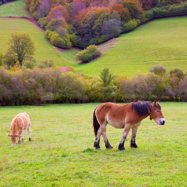 Cavalli e mucche al pascolo nei prati dei Pirenei in Spagna — Foto Stock