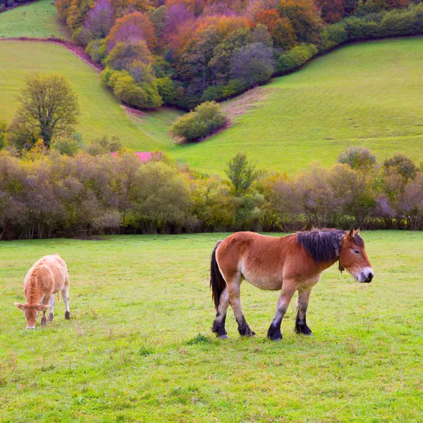 Cavalos e vacas pastando nos prados dos Pirenéus em Espanha — Fotografia de Stock