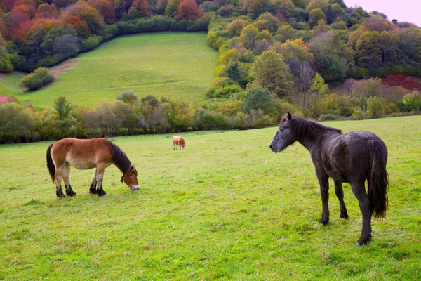 말과 스페인 피레네 산맥 초원에 방목 하는 소 — 스톡 사진