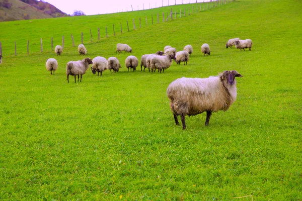 Ovejas de Latxa en los Pirineos de Navarra pastando en prados —  Fotos de Stock