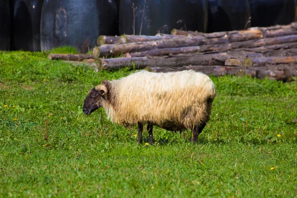 Latxa sheep in Pyrenees of Navarra grazing in meadow — Stock Photo, Image