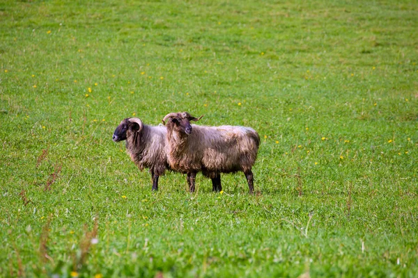 Latxa ovelhas em Pirenéus de Navarra pastando no prado — Fotografia de Stock