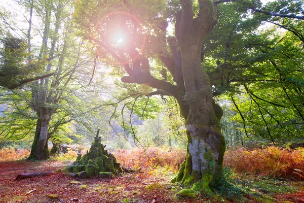 Herfst selva de irati beuken oerwoud in navarra Pyreneeën Spanje — Stockfoto
