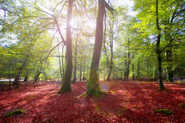 Φθινόπωρο selva de irati οξιά ζούγκλα στη Ναβάρα της Ισπανίας Πυρηναία — Φωτογραφία Αρχείου