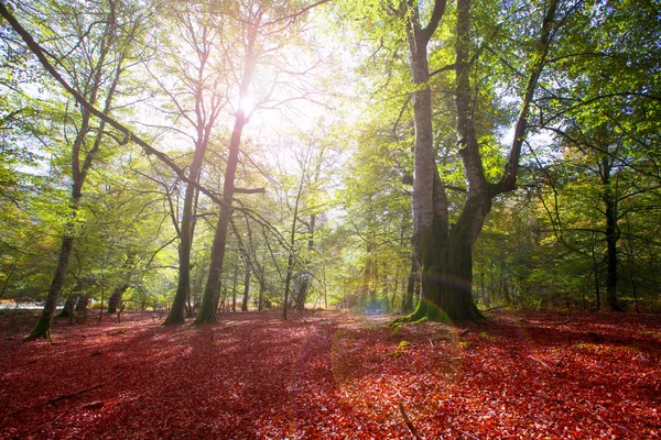 Autumn Selva de Irati beech jungle in Navarra Pyrenees Spain — Stock Photo, Image