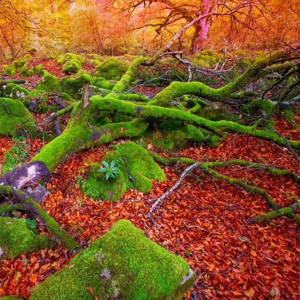Autumn Selva de Irati beech jungle in Navarra Pyrenees Spain — Stok Foto