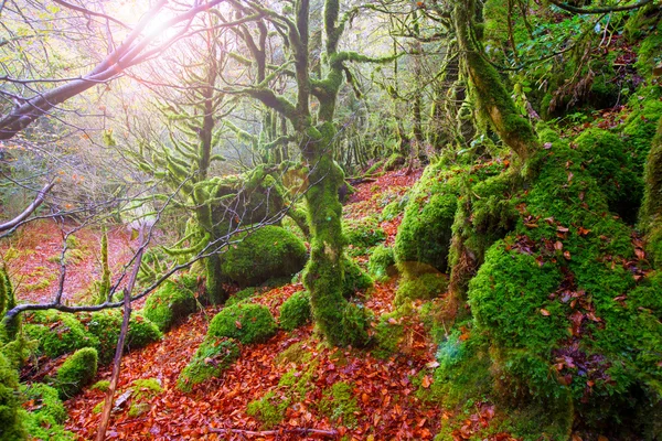Φθινόπωρο selva de irati οξιά ζούγκλα στη Ναβάρα της Ισπανίας Πυρηναία — Φωτογραφία Αρχείου