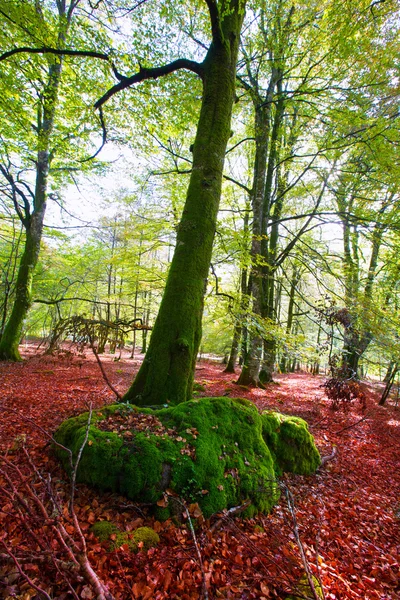 Autumn Selva de Irati beech jungle in Navarra Pyrenees Spain — Stock Photo, Image