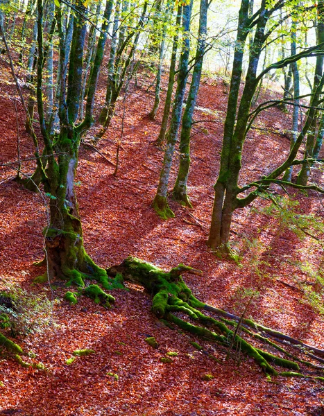 Efterår Selva de Irati bøg jungle i Navarra Pyrenæerne Spanien - Stock-foto