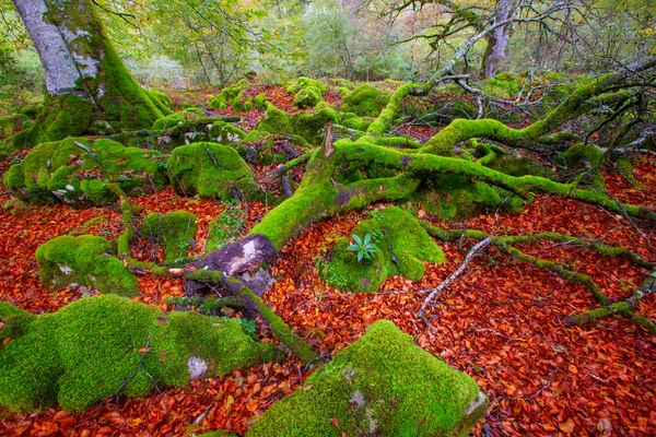 Autumn Selva de Irati beech jungle in Navarra Pyrenees Spain — Stock Photo, Image