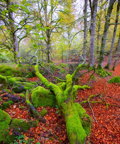 Autunno Selva de Irati giungla di faggio in Navarra Pirenei Spagna — Foto Stock