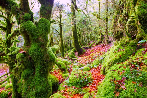 Autumn Selva de Irati beech jungle in Navarra Pyrenees Spain — Stock Photo, Image