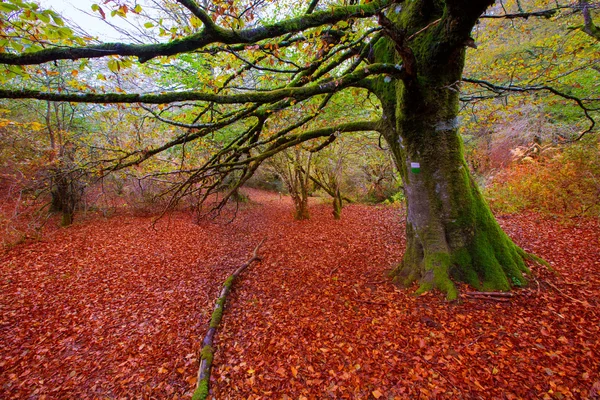 Outono Selva de Irati selva de faia em Navarra Pirinéus Espanha — Fotografia de Stock