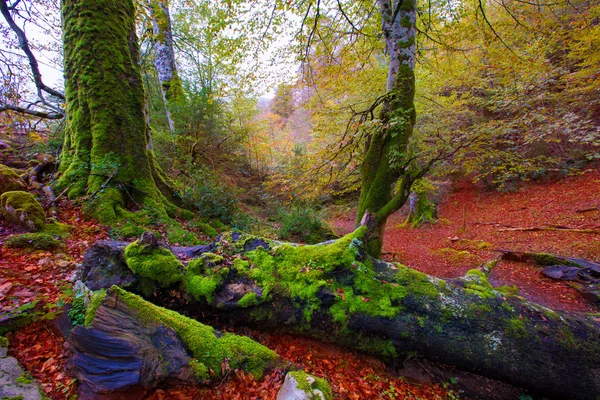 Φθινόπωρο selva de irati οξιά ζούγκλα στη Ναβάρα της Ισπανίας Πυρηναία — Φωτογραφία Αρχείου