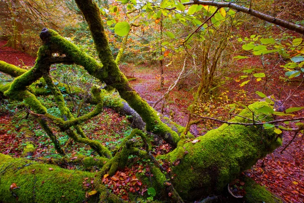 Autumn Selva de Irati beech jungle in Navarra Pyrenees Spain — Stok Foto