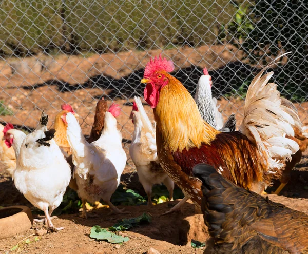 Gallo y gallinas en la casa aves de corral —  Fotos de Stock