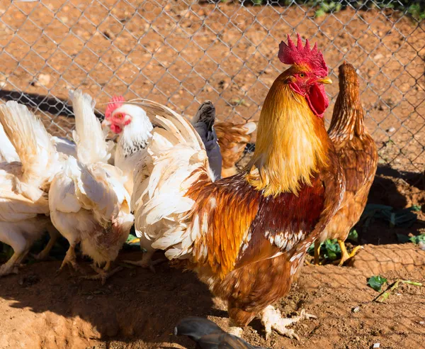 Gallo y gallinas en la casa aves de corral —  Fotos de Stock