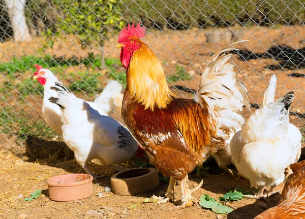 Gallo y gallinas en la casa aves de corral —  Fotos de Stock