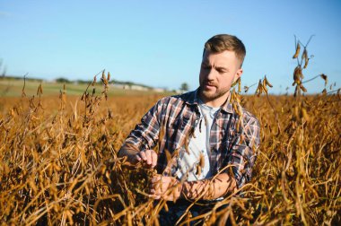 Soya tarlasında tarımcı çiftçi hasattan önce ekinleri kontrol ediyor. Organik gıda üretimi ve yetiştirilmesi.