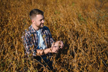 Agronomist tarım tarlasında soya fasulyesi hasadını teftiş ediyor - tarım kavramı - çiftlik soya fasulyesi tarlasında çiftçi.