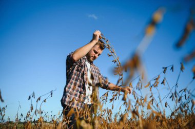 Agronomist tarlada yetişen soya fasulyesi ekinlerini inceliyor. Tarım üretim konsepti. Genç tarımcı yazın tarlada soya fasulyesi mahsulünü inceliyor. Soya tarlasında çiftçi