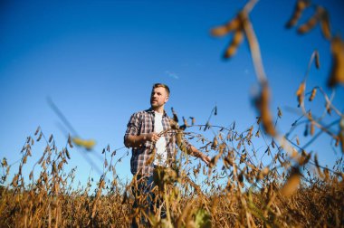 Agronomist tarım tarlasında soya fasulyesi hasadını teftiş ediyor - tarım kavramı - çiftlik soya fasulyesi tarlasında çiftçi.