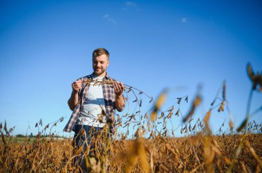 Agronomist tarlada yetişen soya fasulyesi ekinlerini inceliyor. Tarım üretim konsepti. Genç tarımcı yazın tarlada soya fasulyesi mahsulünü inceliyor. Soya tarlasında çiftçi