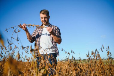 Agronomist tarım tarlasında soya fasulyesi hasadını teftiş ediyor - tarım kavramı - çiftlik soya fasulyesi tarlasında çiftçi.