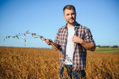 Soya tarlasında tarımcı çiftçi hasattan önce ekinleri kontrol ediyor. Organik gıda üretimi ve yetiştirilmesi.