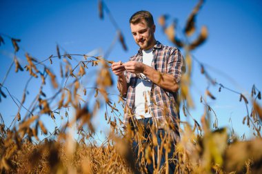 Agronomist tarlada yetişen soya fasulyesi ekinlerini inceliyor. Tarım üretim konsepti. Genç tarımcı yazın tarlada soya fasulyesi mahsulünü inceliyor. Soya tarlasında çiftçi