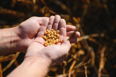 Soya tohumlarını tutan çiftçinin eli. Sağlıklı Organik Ürün. İyi hasat konsepti.