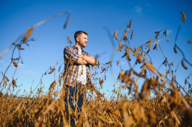 Soya tarlasında tarımcı çiftçi hasattan önce ekinleri kontrol ediyor. Organik gıda üretimi ve yetiştirilmesi.