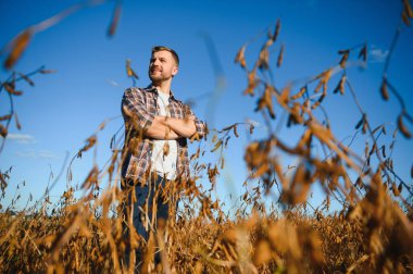 Agronomist tarlada yetişen soya fasulyesi ekinlerini inceliyor. Tarım üretim konsepti. Genç tarımcı yazın tarlada soya fasulyesi mahsulünü inceliyor. Soya tarlasında çiftçi