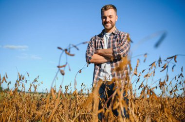 Soya tarlasında dikilen çiftçi gün batımında mahsulü inceliyor..