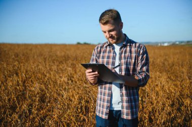 Soya tarlasında tarımcı çiftçi hasattan önce ekinleri kontrol ediyor. Organik gıda üretimi ve yetiştirilmesi.