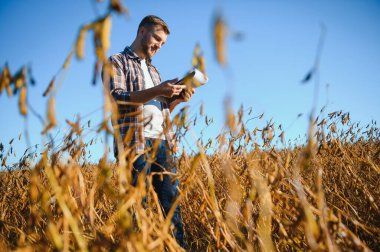 Soya tarlasında tarımcı çiftçi hasattan önce ekinleri kontrol ediyor. Organik gıda üretimi ve yetiştirilmesi.