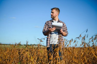 Soya tarlasında tarımcı çiftçi hasattan önce ekinleri kontrol ediyor. Organik gıda üretimi ve yetiştirilmesi.