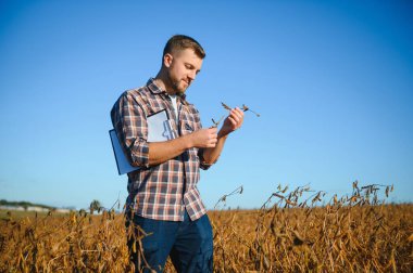 Agronomist tarlada yetişen soya fasulyesi ekinlerini inceliyor. Tarım üretim konsepti. Genç tarımcı yazın tarlada soya fasulyesi mahsulünü inceliyor. Soya tarlasında çiftçi