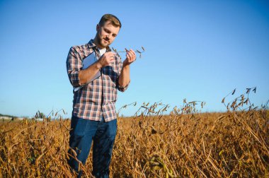 Soya tarlasında tarımcı çiftçi hasattan önce ekinleri kontrol ediyor. Organik gıda üretimi ve yetiştirilmesi.