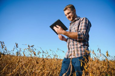 Agronomist tarım tarlasında soya fasulyesi hasadını teftiş ediyor - tarım kavramı - çiftlik soya fasulyesi tarlasında çiftçi.