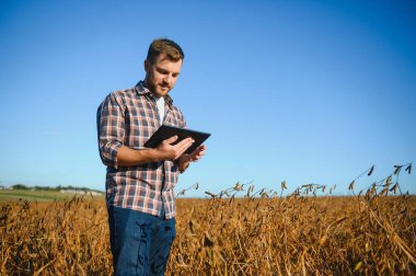 Soya tarlasında tarımcı çiftçi hasattan önce ekinleri kontrol ediyor. Organik gıda üretimi ve yetiştirilmesi.